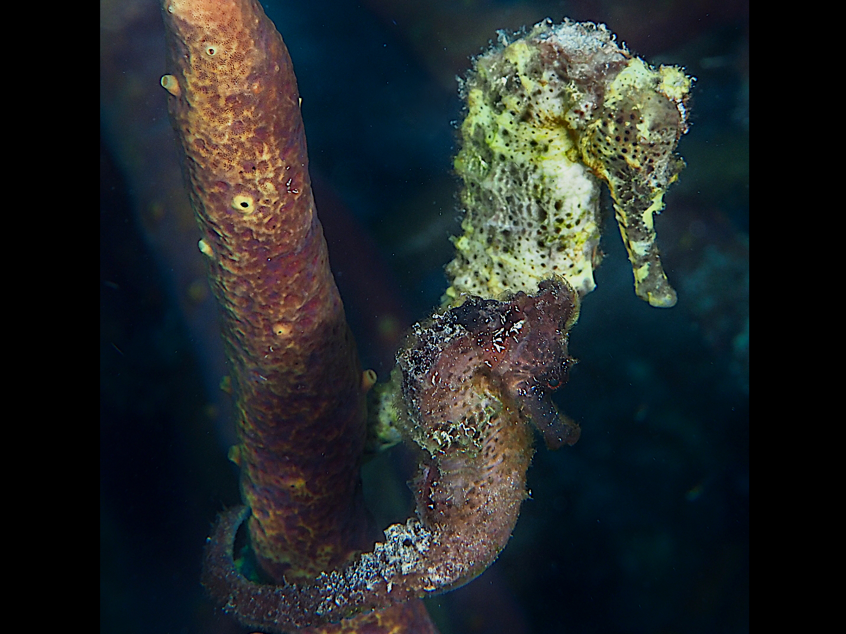 Longsnout Seahorse